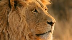Un lion tue un touriste dans un lodge de safari en Namibie