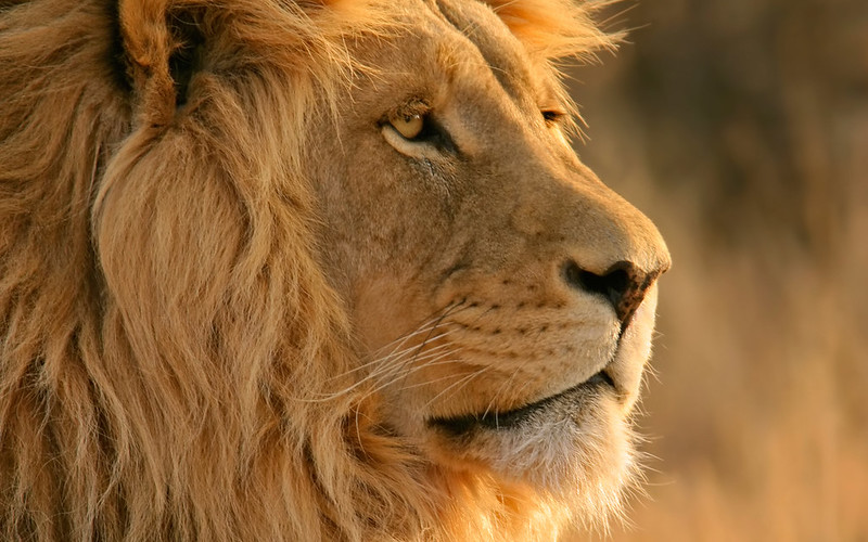 Un lion tue un touriste dans un lodge de safari en Namibie