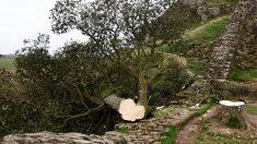 Colère en Angleterre : deux hommes condamnés pour avoir « tronçonné » l’arbre de « Robin des Bois »