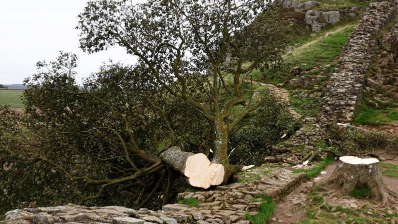 Le « Sycamore Gap tree » sur le mur d'Hadrien gît maintenant sur le sol, ne laissant derrière lui qu'une souche à l'endroit où il se dressait fièrement, le 28 septembre 2023 au nord-est de Haltwhistle, en Angleterre. (Jeff J Mitchell/Getty Images)