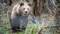La Slovaquie légalise la commercialisation de viande d’ours