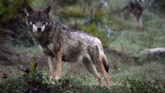 Un loup aperçu dans un petit village des Landes : le maire conseille aux habitants de garder leurs animaux enfermés