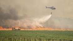Incendies « les plus importants » de la décennie en Israël : après deux jours de rage, les feux maintenant maîtrisés