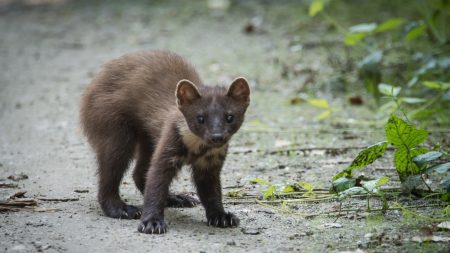 Martres, pies, renards… leur statut de « nuisibles » révoqué dans certains départements