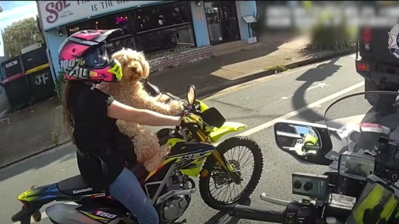 Capture d’écran d’une vidéo du service de police du Queensland en Australie montrant une femme à moto avec un chien attaché à sa poitrine.
(Capture d’écran / Images du service de police du Queensland)