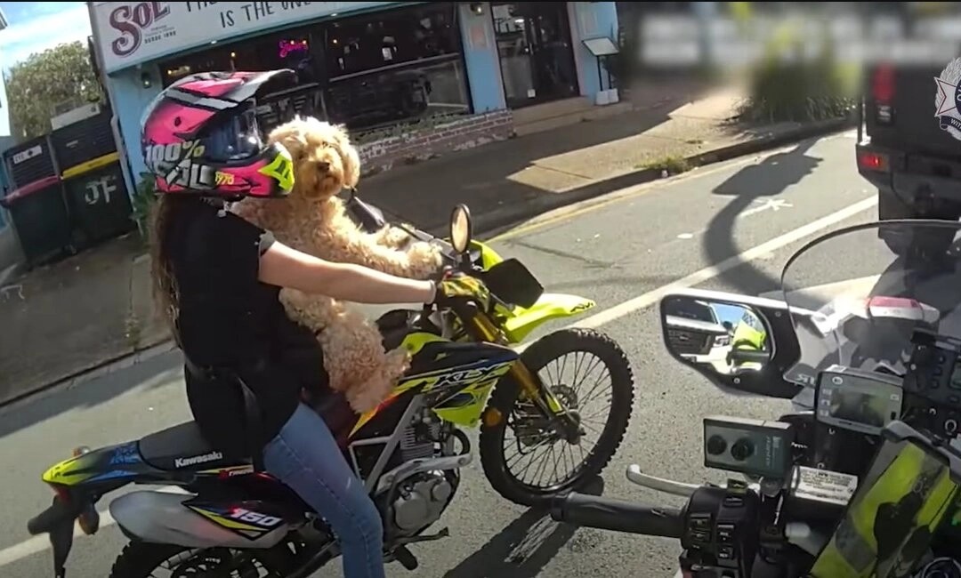 "Je l'ai acheté sur Temu" : une femme verbalisée pour avoir roulé à moto avec son chien attaché à la poitrine