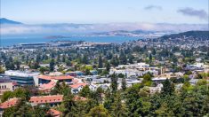 Une ville californienne effrayée par la chute continuelle d’oiseaux depuis plusieurs mois