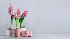 Des fleurs pour la fête des mères