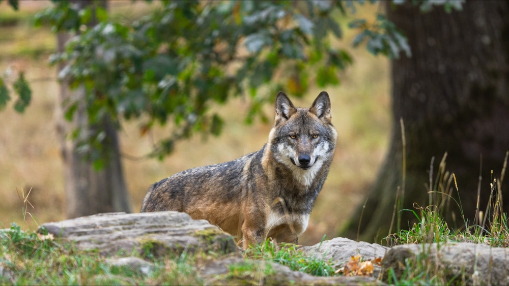Plusieurs veaux attaqués par des loups sur le Plateau de Millevaches, des tirs de défense demandés