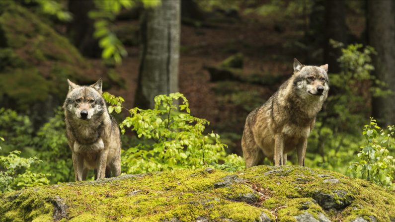 Les attaques de loups se multiplient en France. (Image : Nadezda Murmakova/Shutterstock)