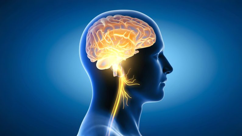 Votre corps repose sur une communication étroite entre vos sens, vos organes, vos muscles, votre cerveau, etc. L'une des voies de communication les plus importantes est le nerf vague. (Axel_Kock/Shutterstock)