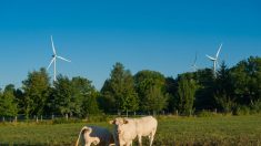 Éoliennes : une sénatrice alerte de l’impact sur les animaux d’élevage