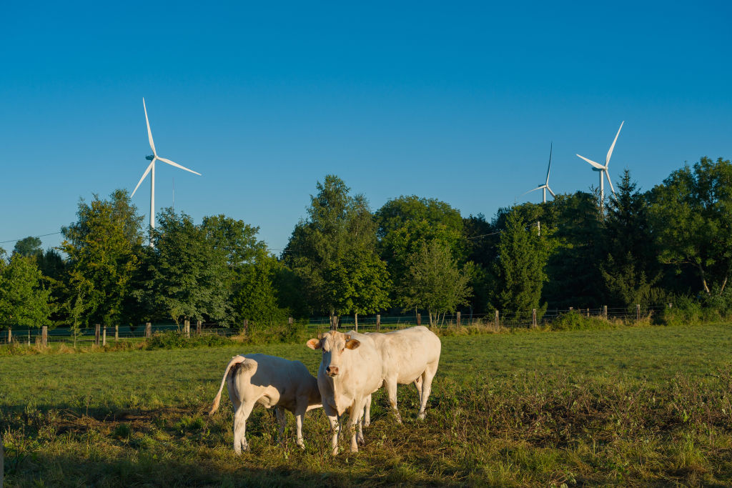 Éoliennes : une sénatrice alerte de l’impact sur les animaux d’élevage