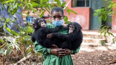 En Sierra Leone, un sanctuaire pour les chimpanzés menacé par l’alarmante déforestation