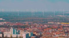 Allemagne : le Sénat de Berlin veut déboiser des forêts pour installer des éoliennes
