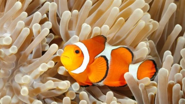 Le mal de dents serait lié à un poisson vieux de 500 millions d’années
