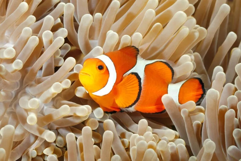 Le mal de dents serait lié à un poisson vieux de 500 millions d'années