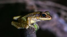 Malaisie : protéger les grenouilles et leur habitat dans la jungle de Bornéo
