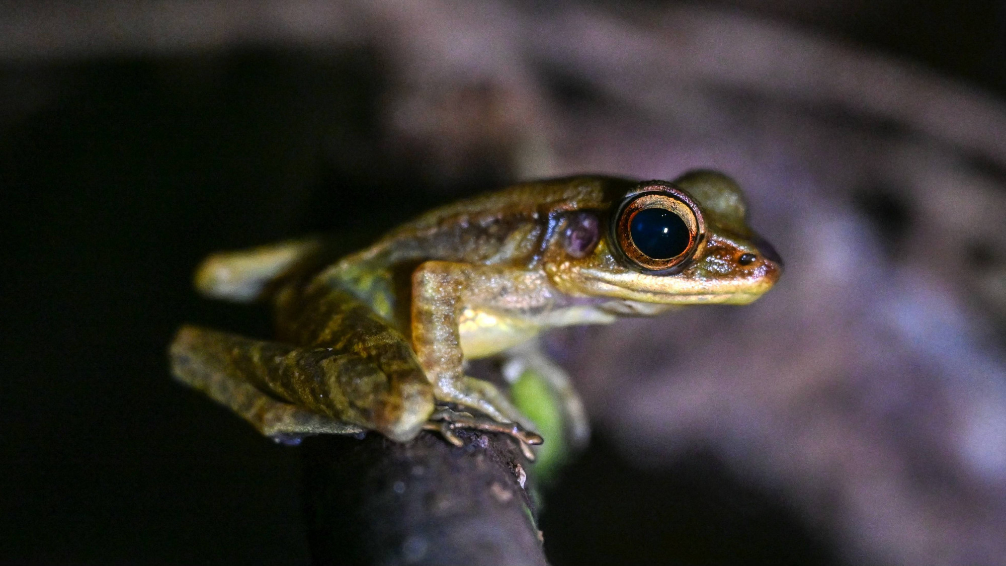 Malaisie : protéger les grenouilles et leur habitat dans la jungle de Bornéo