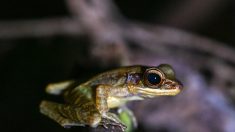 Malaisie : protéger les grenouilles et leur habitat dans la jungle de Bornéo