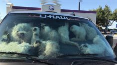 Cruauté animale : plus de 130 chats découverts entassés dans un véhicule en Californie, 28 étaient morts