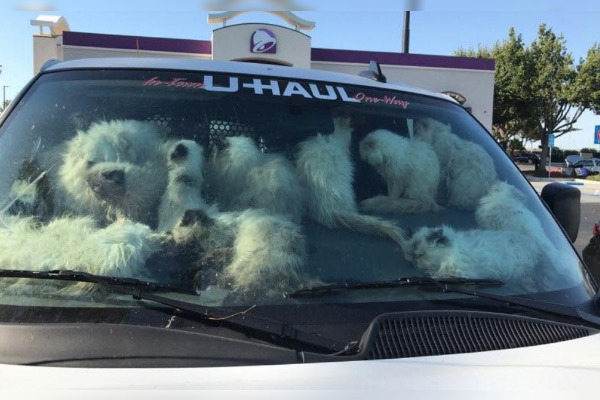 Cruauté animale : plus de 130 chats découverts entassés dans un véhicule en Californie, 28 étaient morts